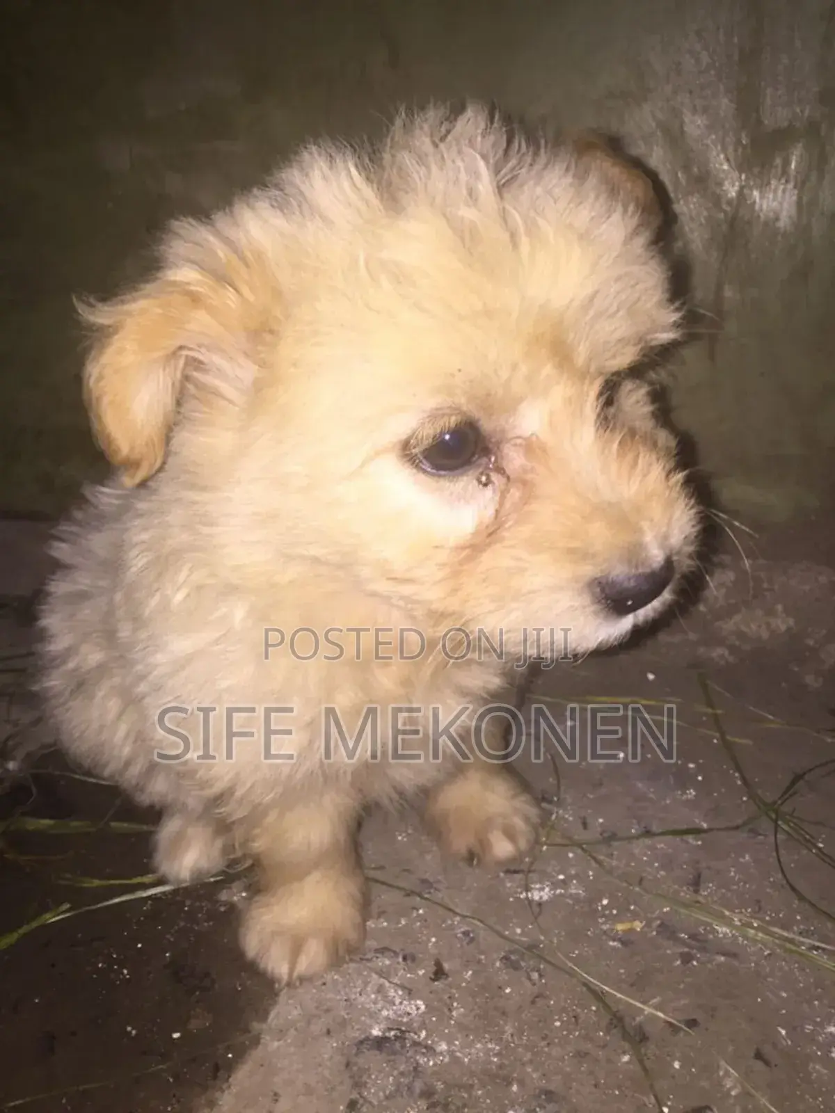 1-3 months Male Purebred Maltese