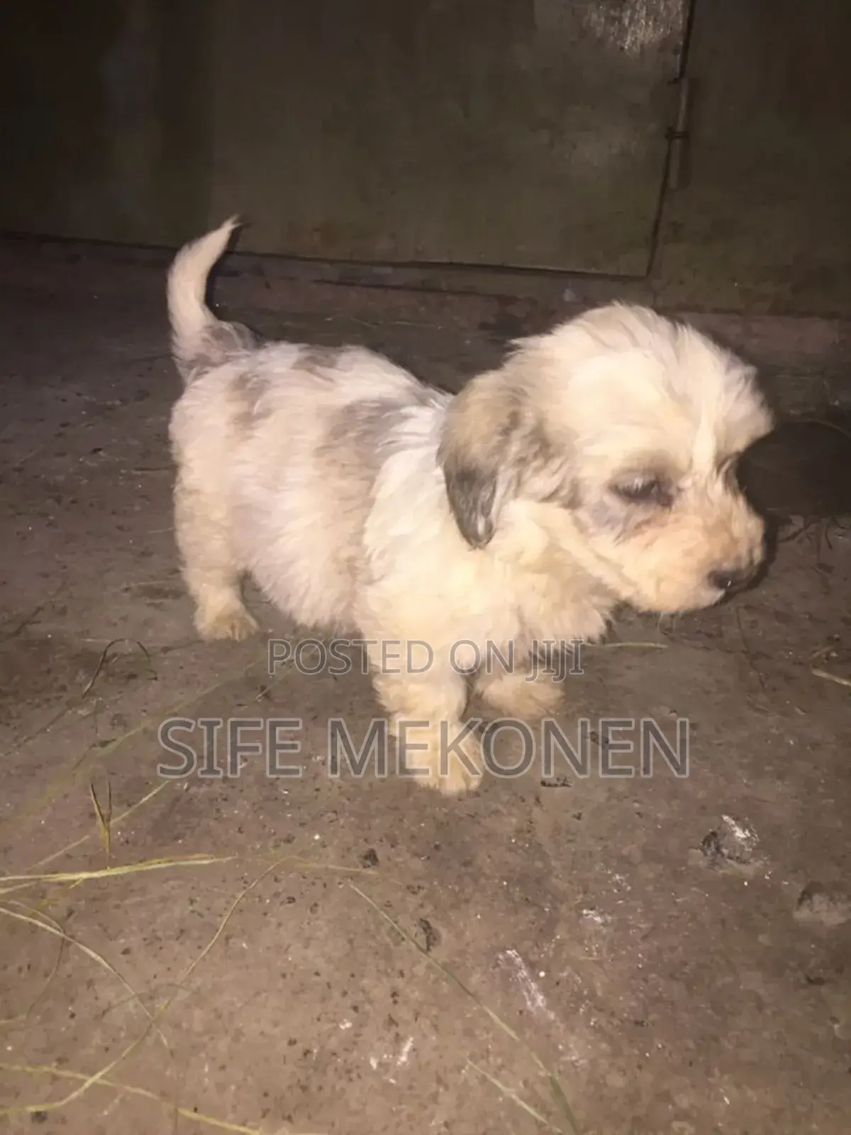 1-3 months Male Purebred Maltese