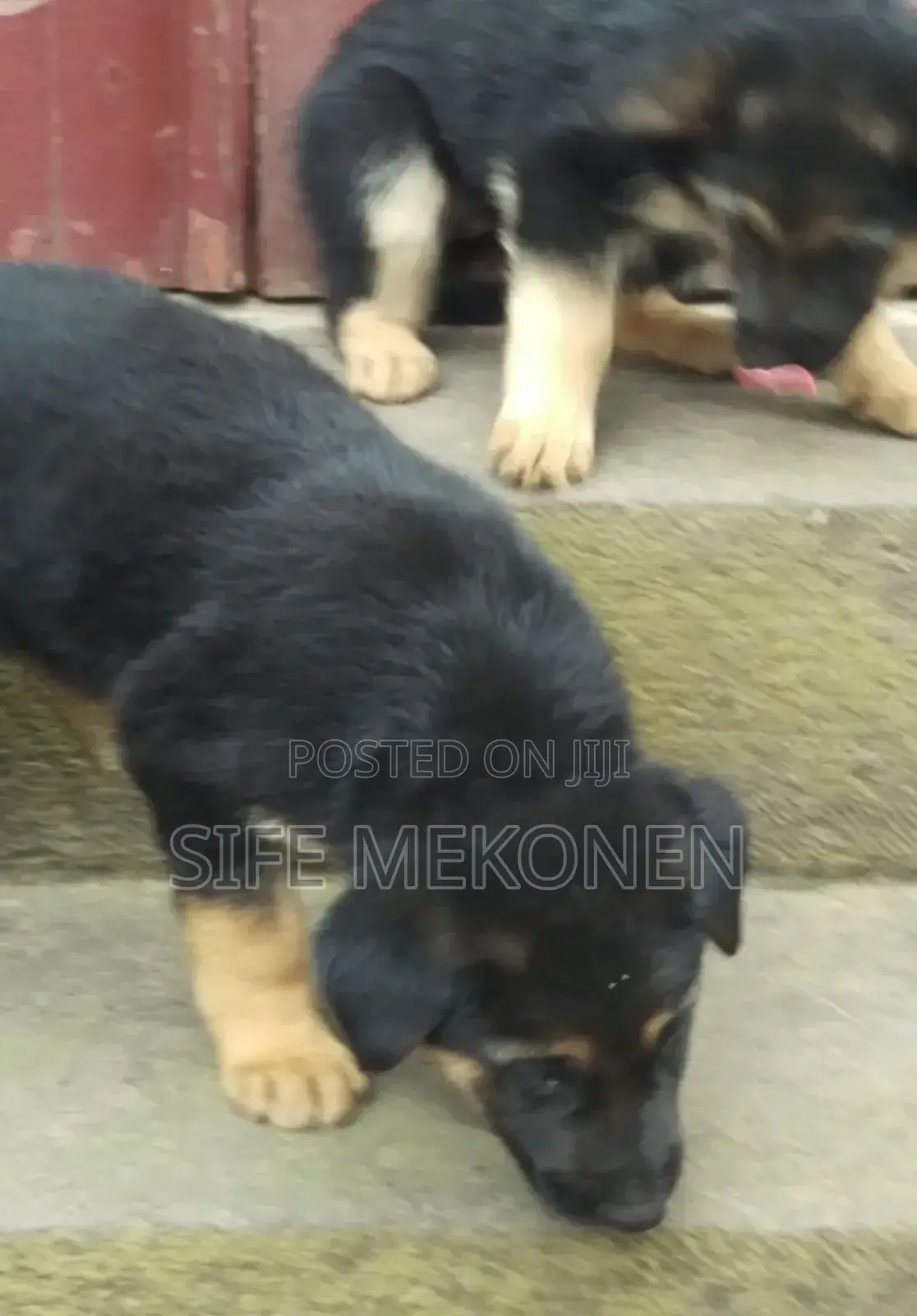 1-3 months Male Purebred German Shepherd