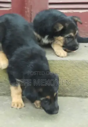 1-3 months Male Purebred German Shepherd