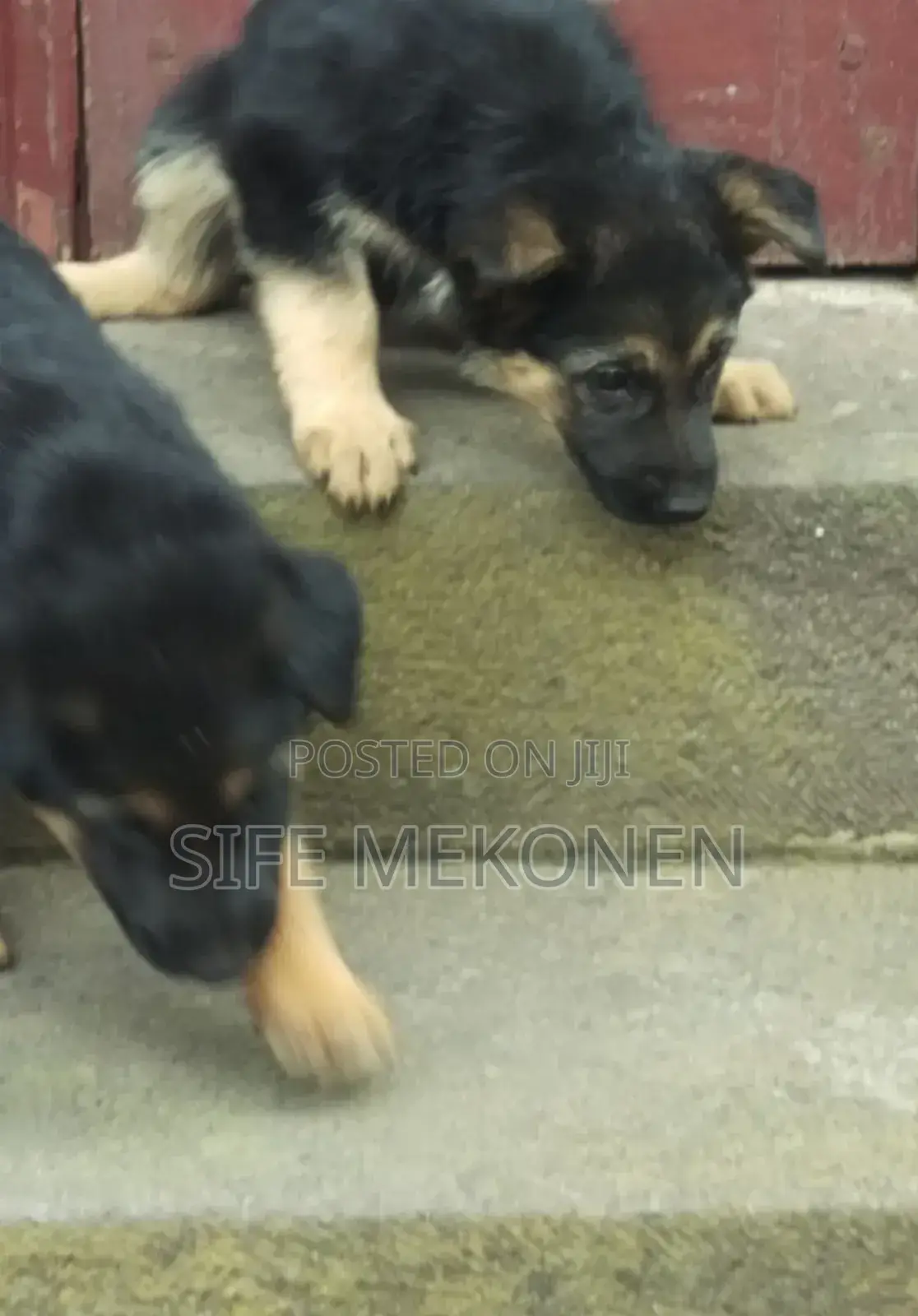 1-3 months Male Purebred German Shepherd