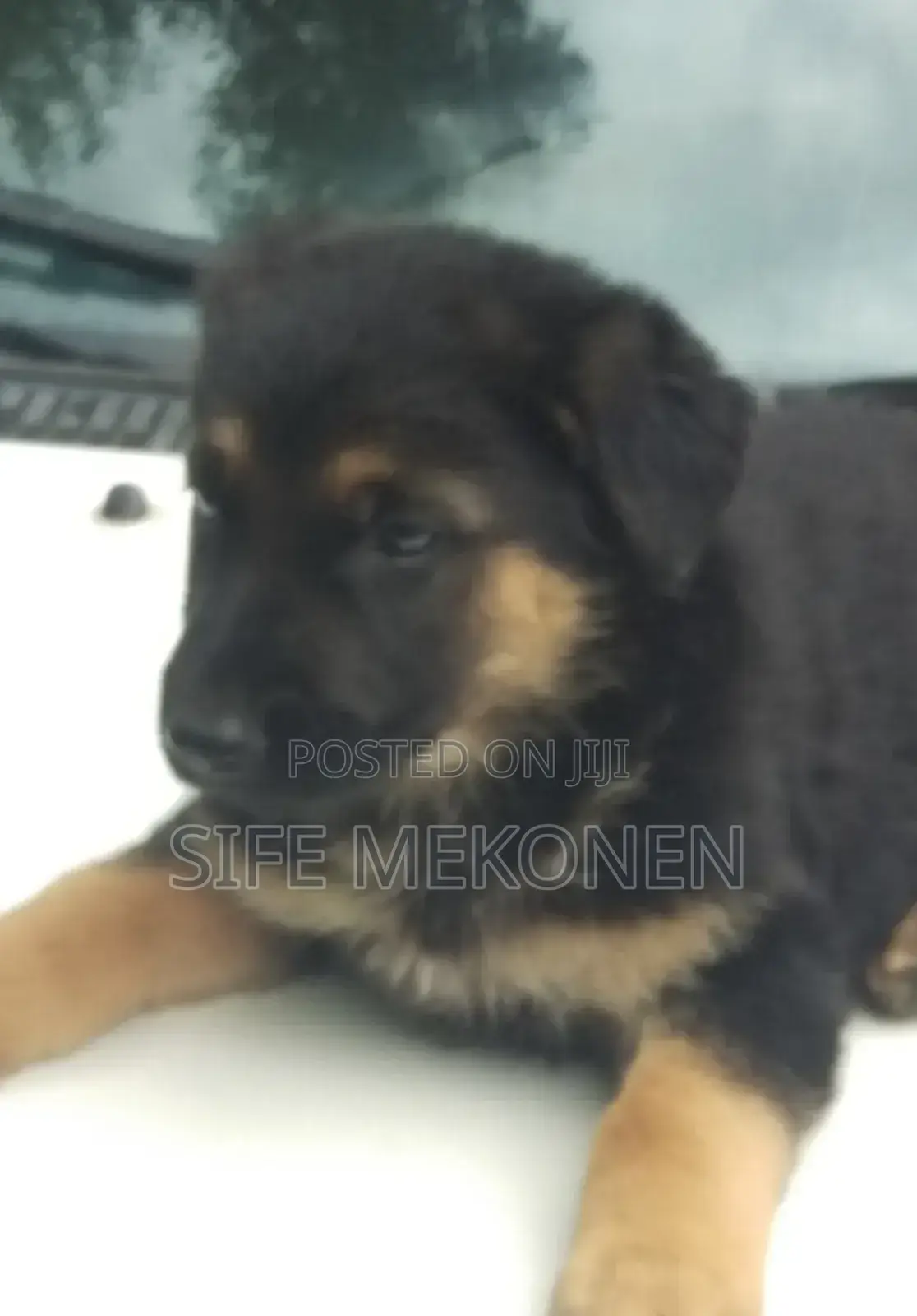 1-3 months Male Purebred German Shepherd