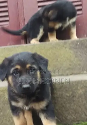 Photo - 1-3 months Male Purebred German Shepherd