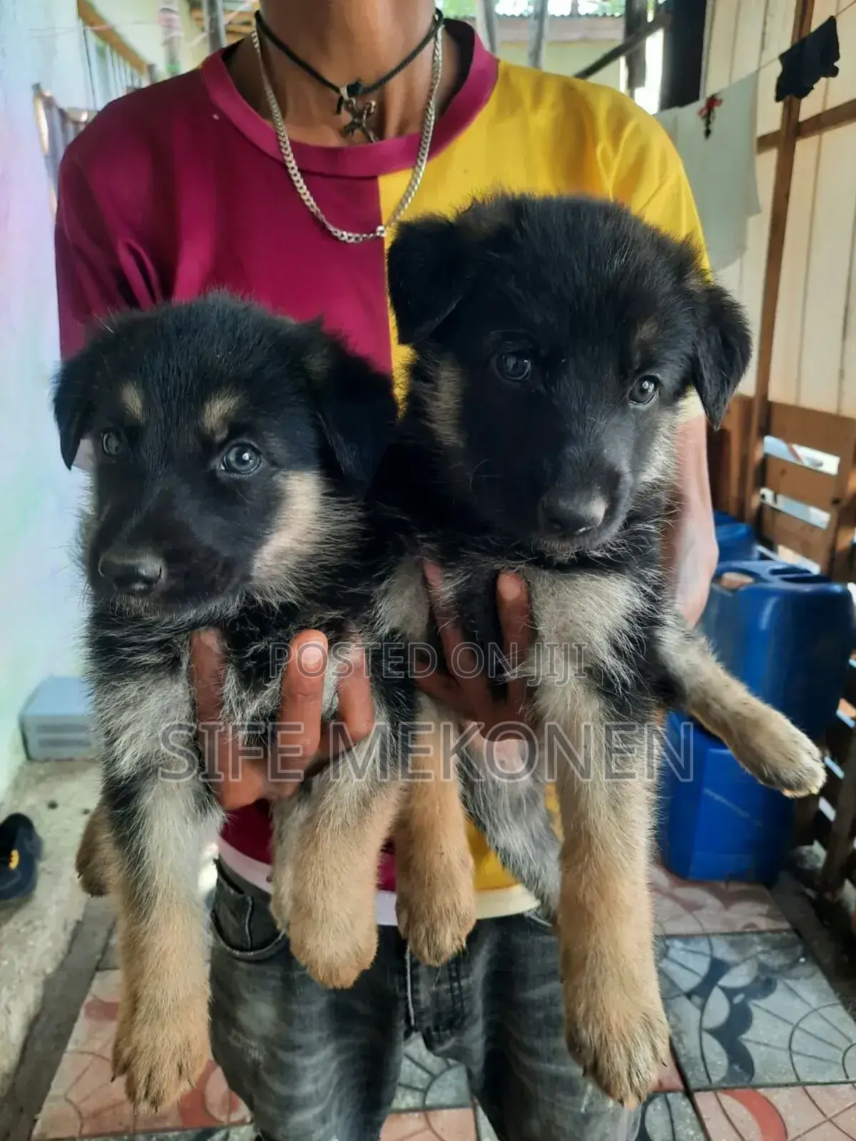 1-3 months Male Purebred German Shepherd