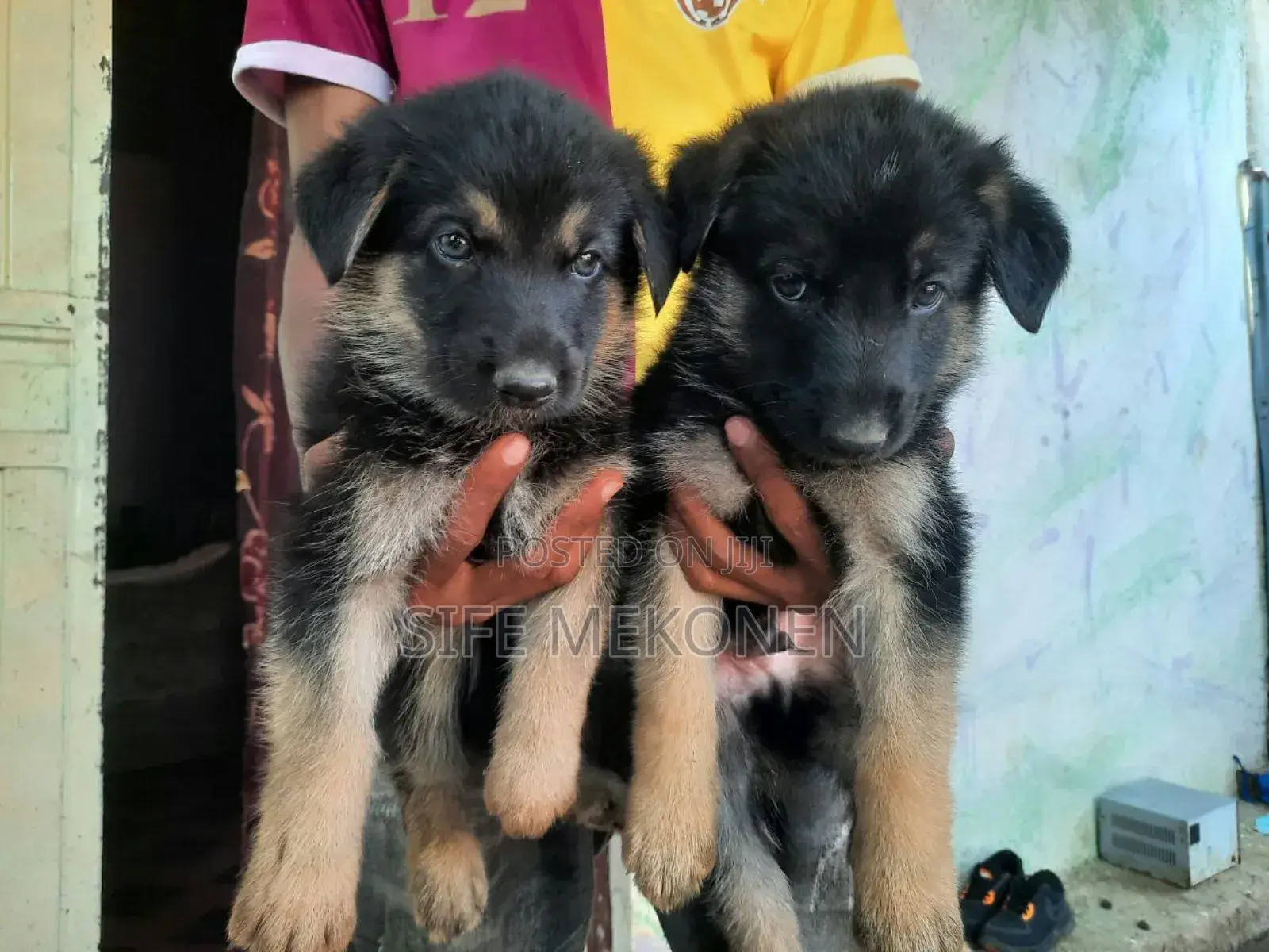 1-3 months Male Purebred German Shepherd