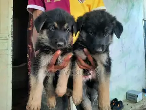 1-3 months Male Purebred German Shepherd
