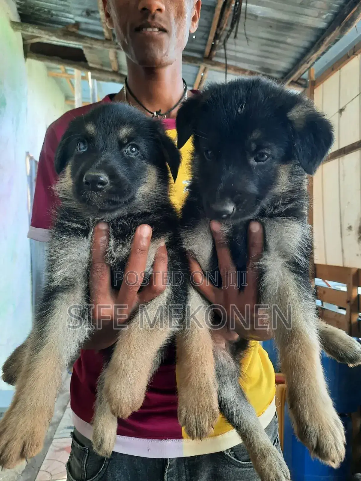 1-3 months Male Purebred German Shepherd