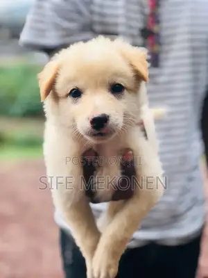 1-3 months Male Purebred Maltese