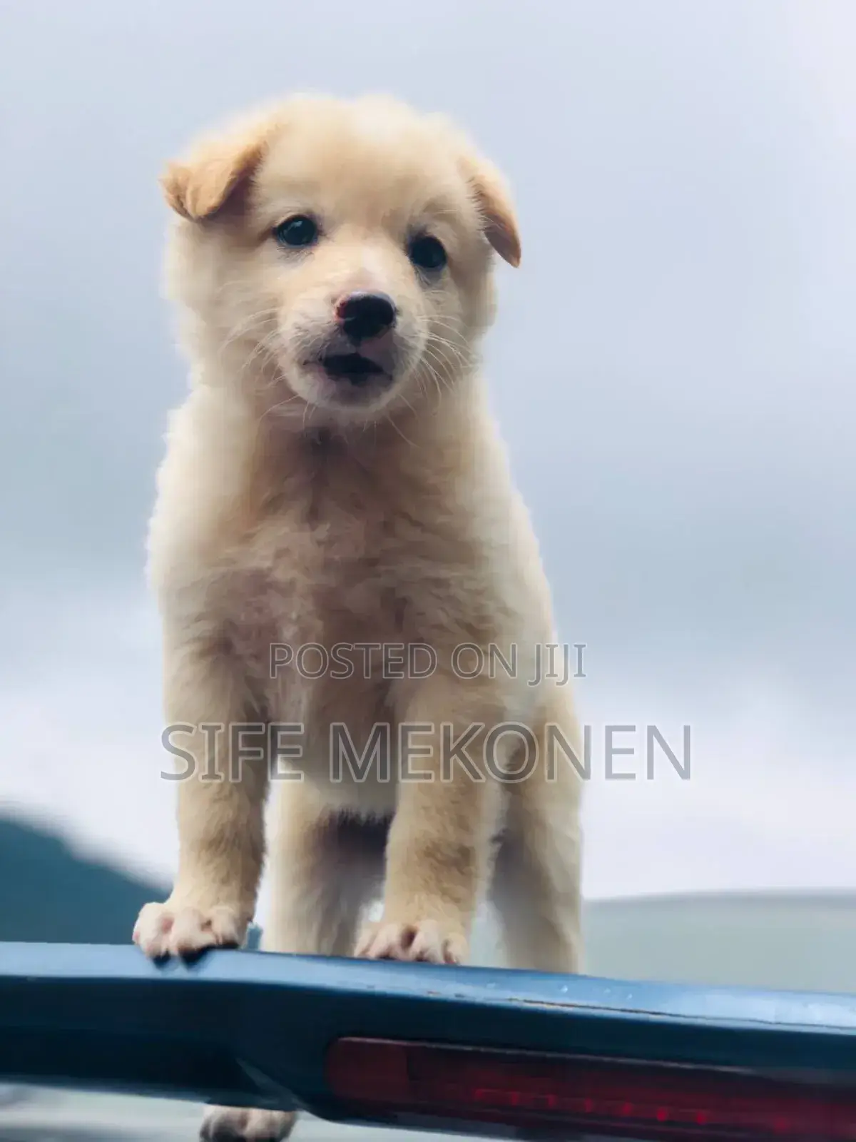 1-3 months Male Purebred Maltese