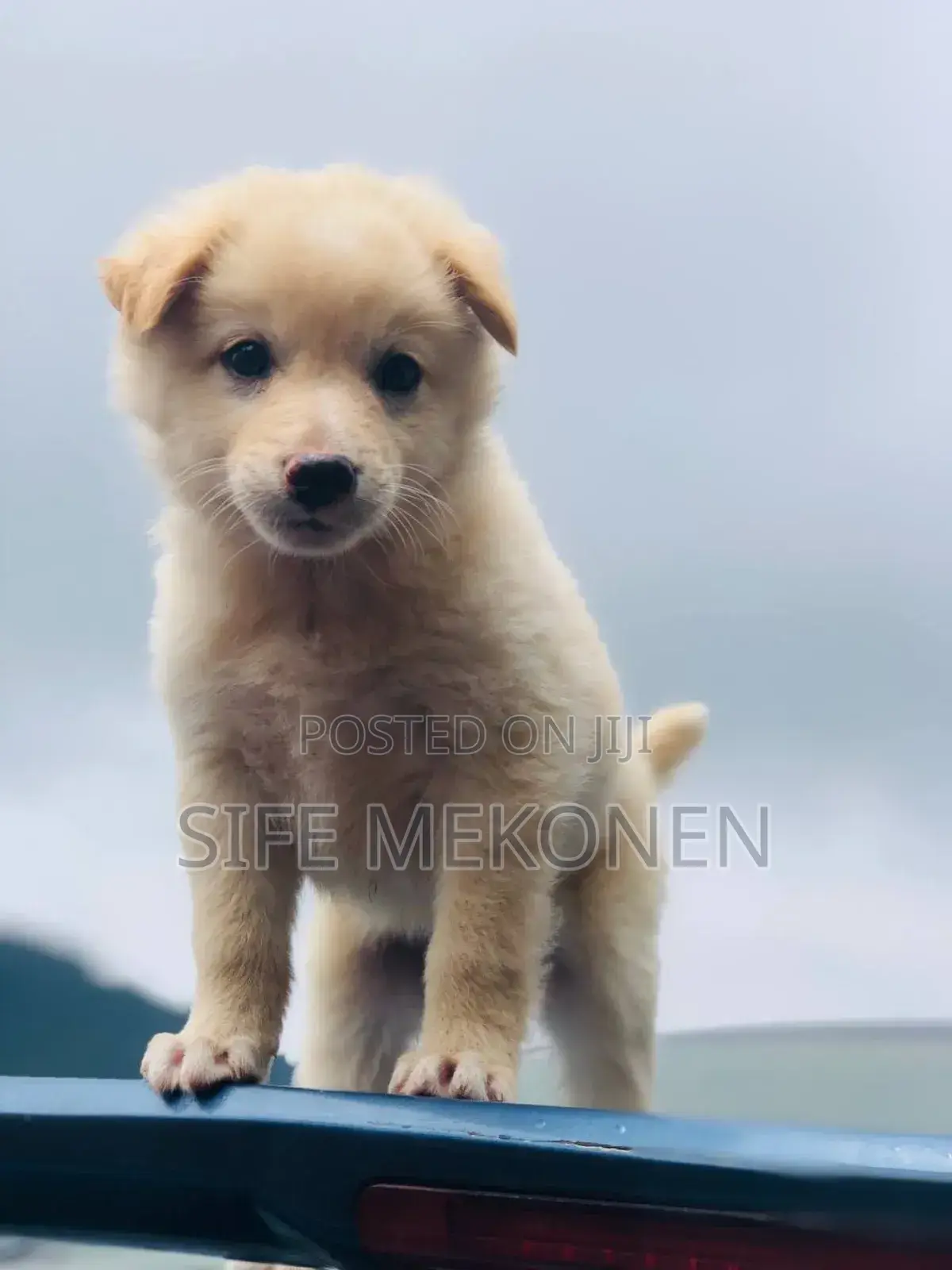 1-3 months Male Purebred Maltese