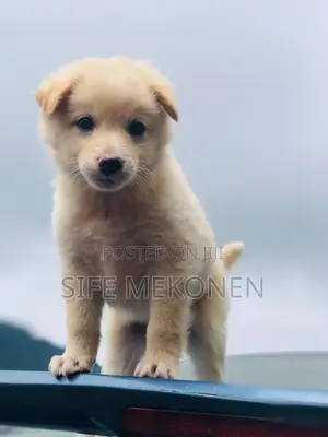 1-3 months Male Purebred Maltese