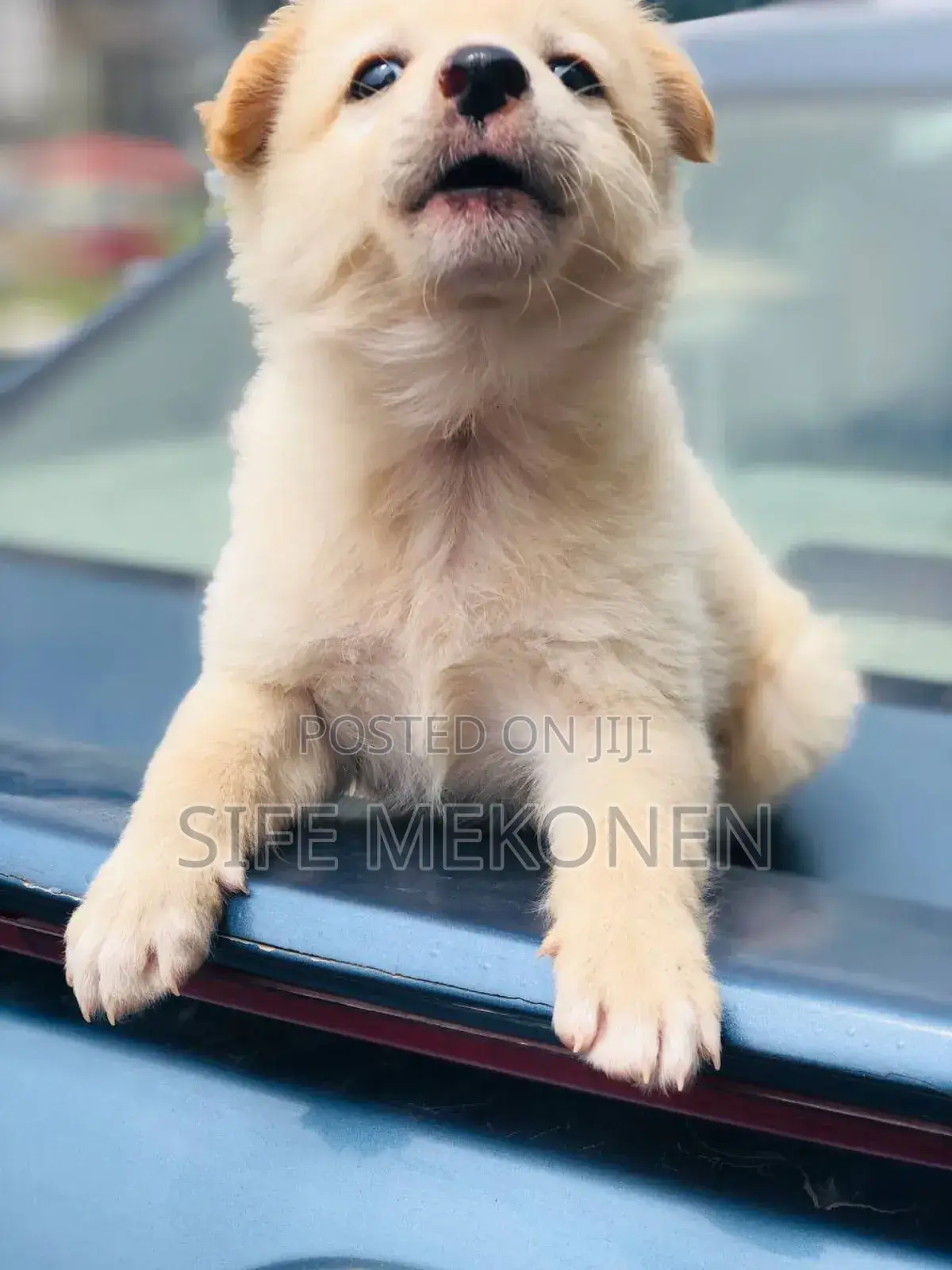 1-3 months Male Purebred Maltese