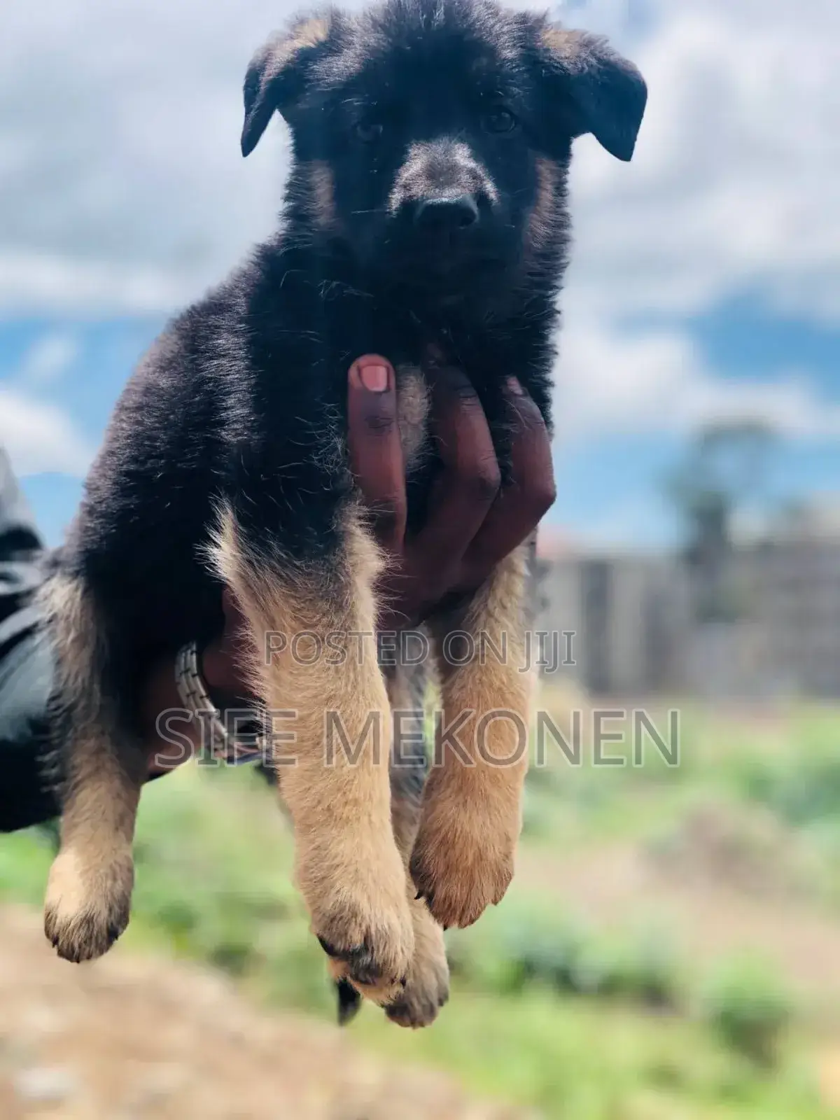 1-3 months Male Purebred German Shepherd