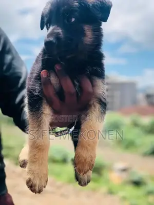 1-3 months Male Purebred German Shepherd