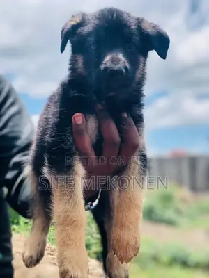 1-3 months Male Purebred German Shepherd