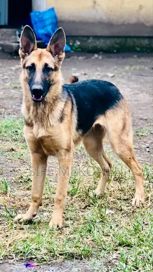 1-3 months Male Purebred German Shepherd