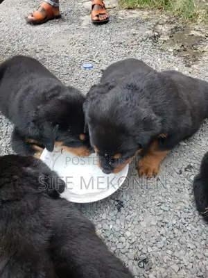 1-3 months Male Purebred Rottweiler