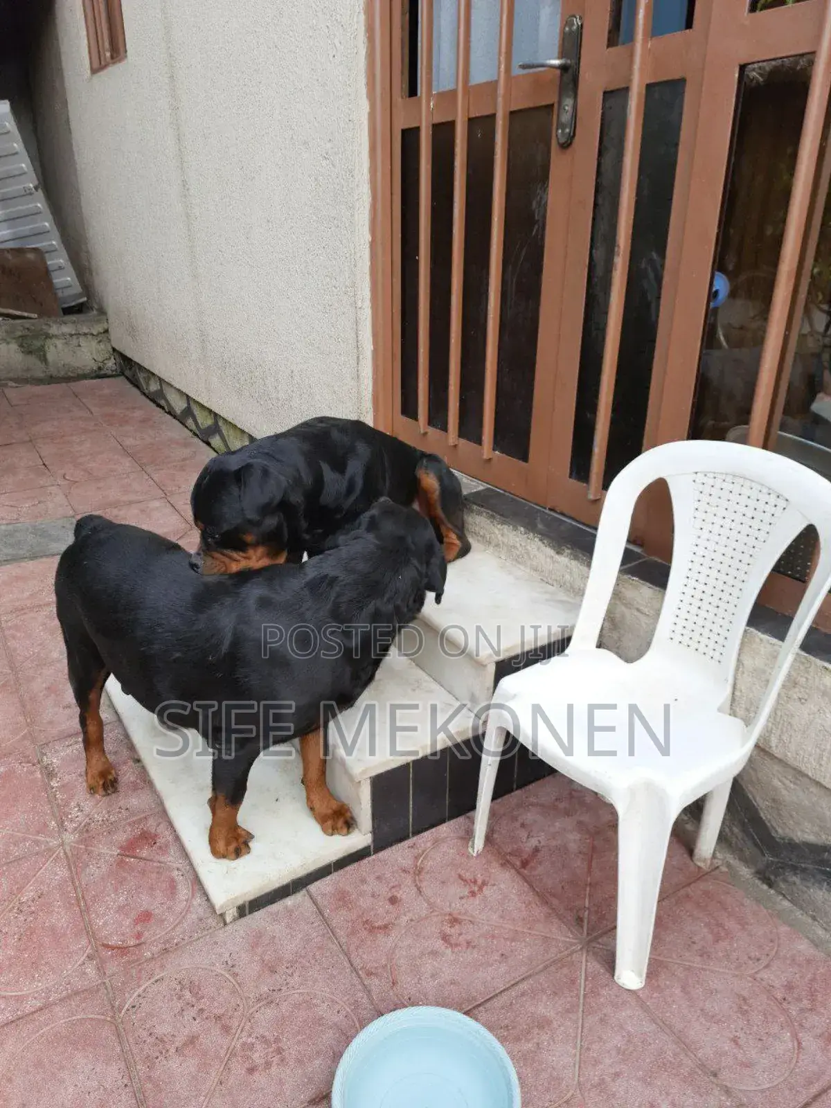 1-3 months Male Purebred Rottweiler