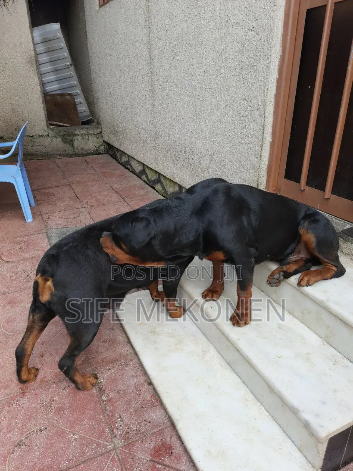 1-3 months Male Purebred Rottweiler