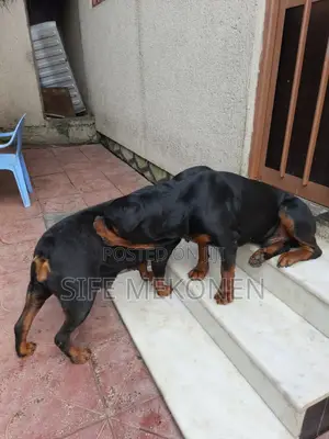 1-3 months Male Purebred Rottweiler