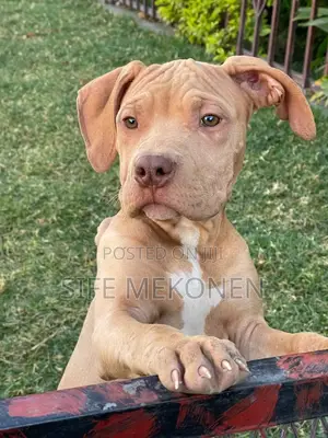 1-3 months Male Purebred American Bully