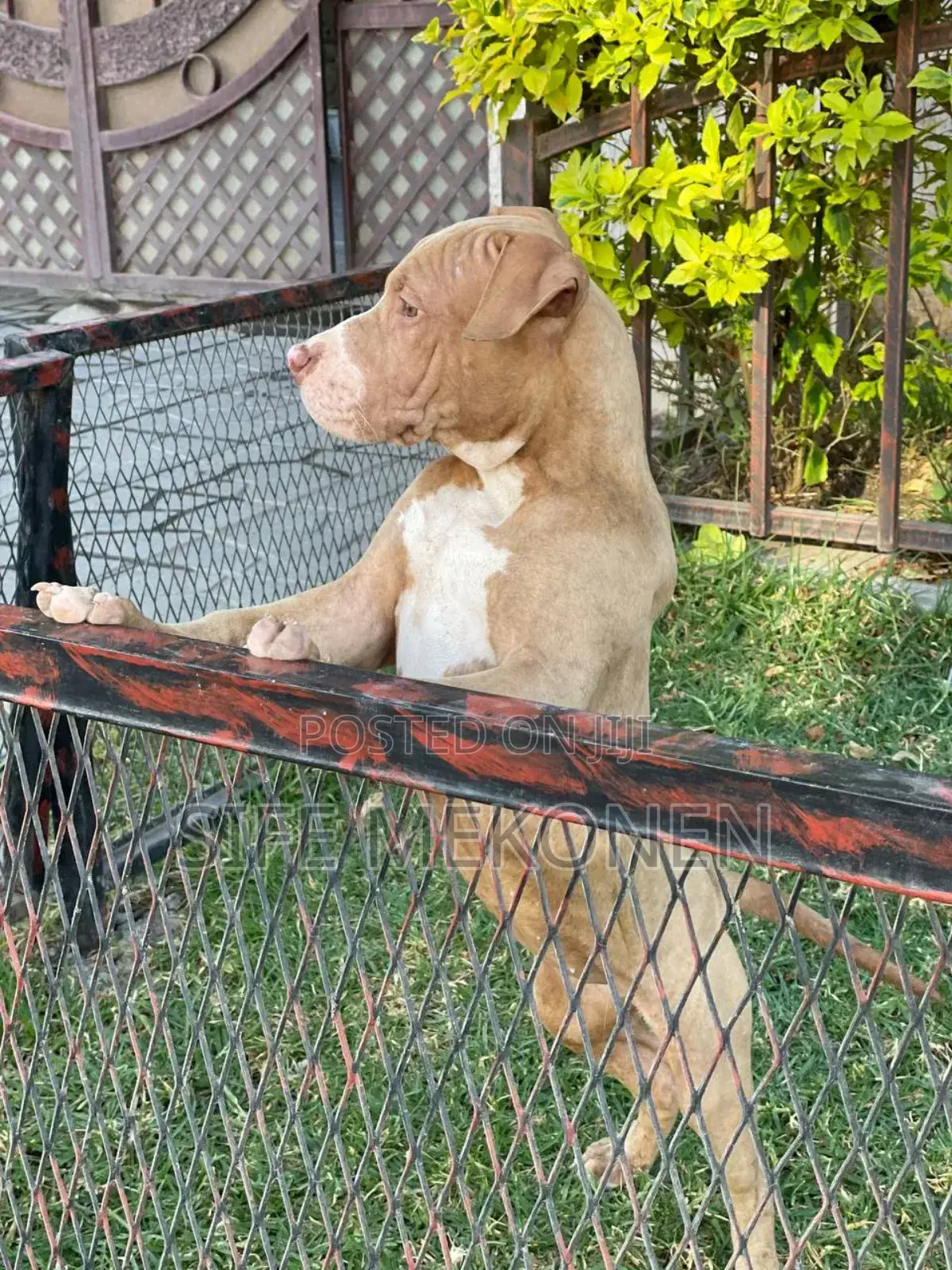 1-3 months Male Purebred American Bully