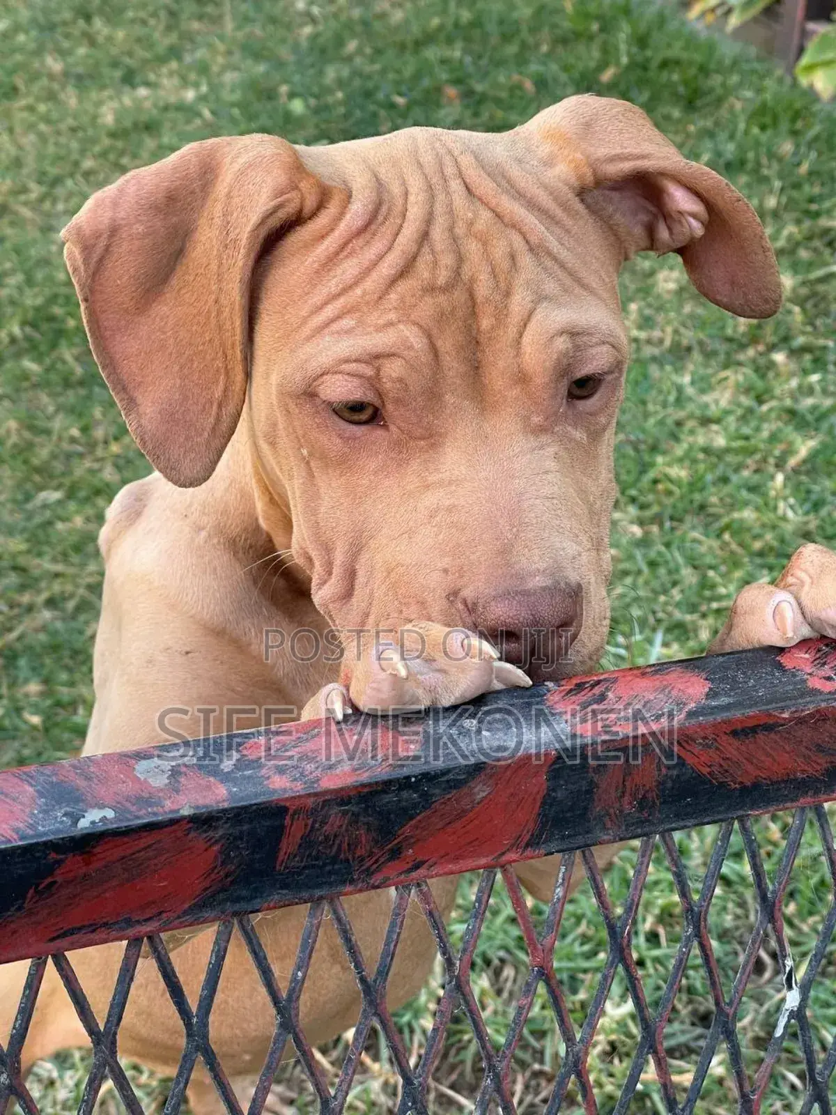 1-3 months Male Purebred American Bully
