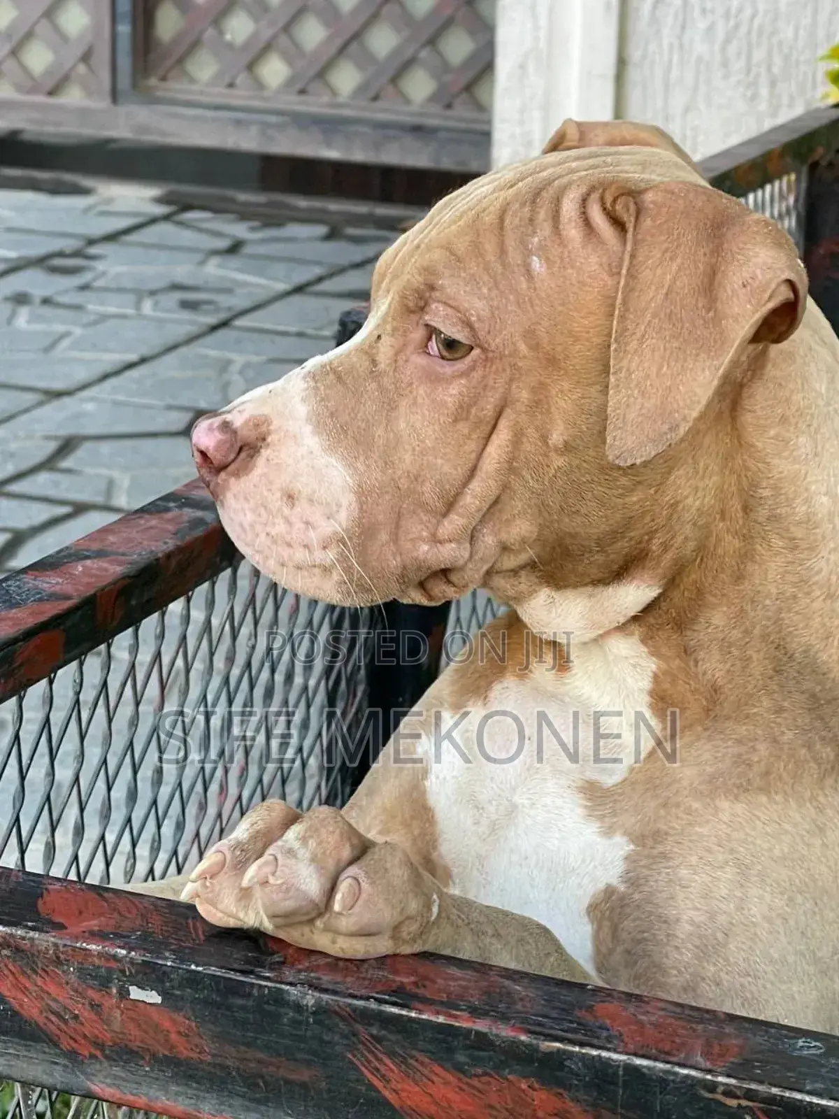 1-3 months Male Purebred American Bully