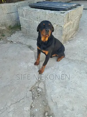 1+ year Male Purebred Rottweiler