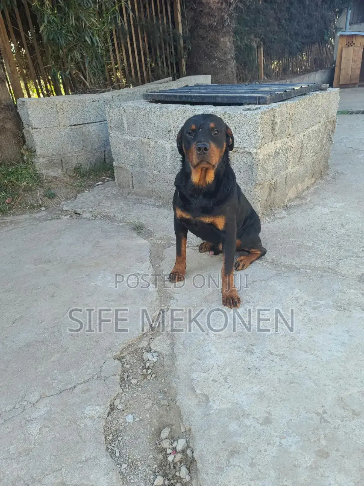 1+ year Male Purebred Rottweiler