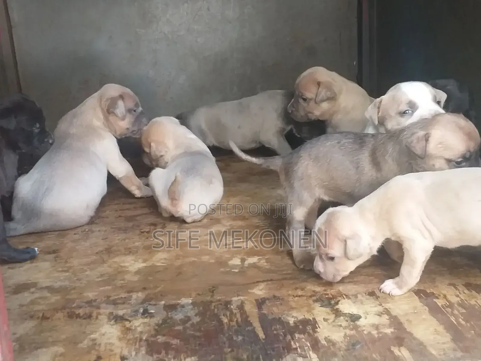 1-3 months Male Purebred American Pit Bull Terrier