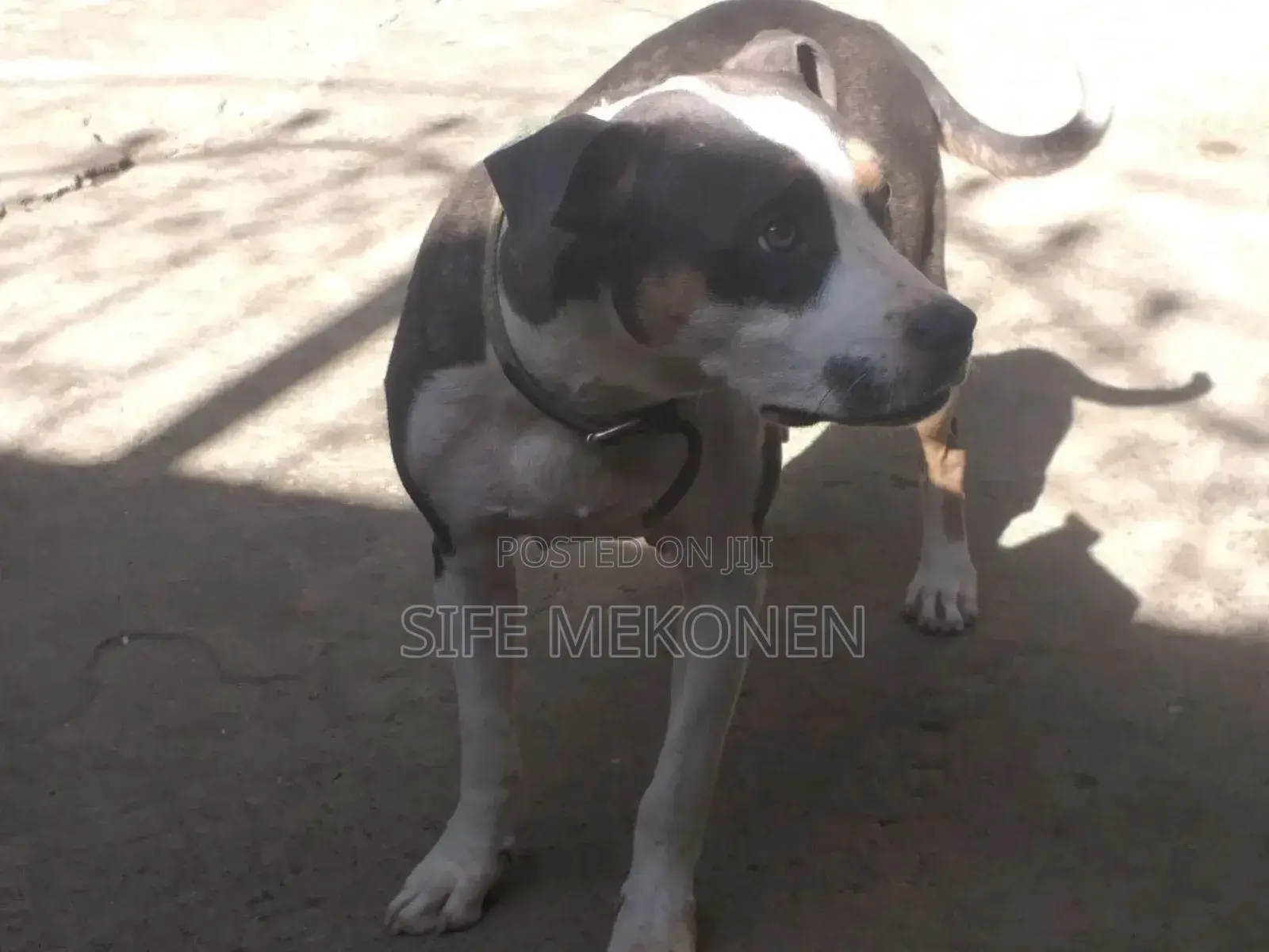 1-3 months Male Purebred American Pit Bull Terrier