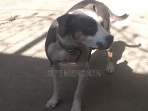 1-3 months Male Purebred American Pit Bull Terrier