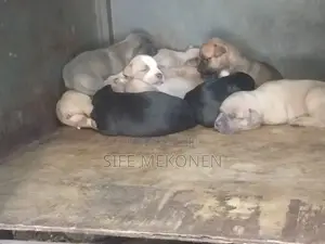 1-3 months Male Purebred American Pit Bull Terrier