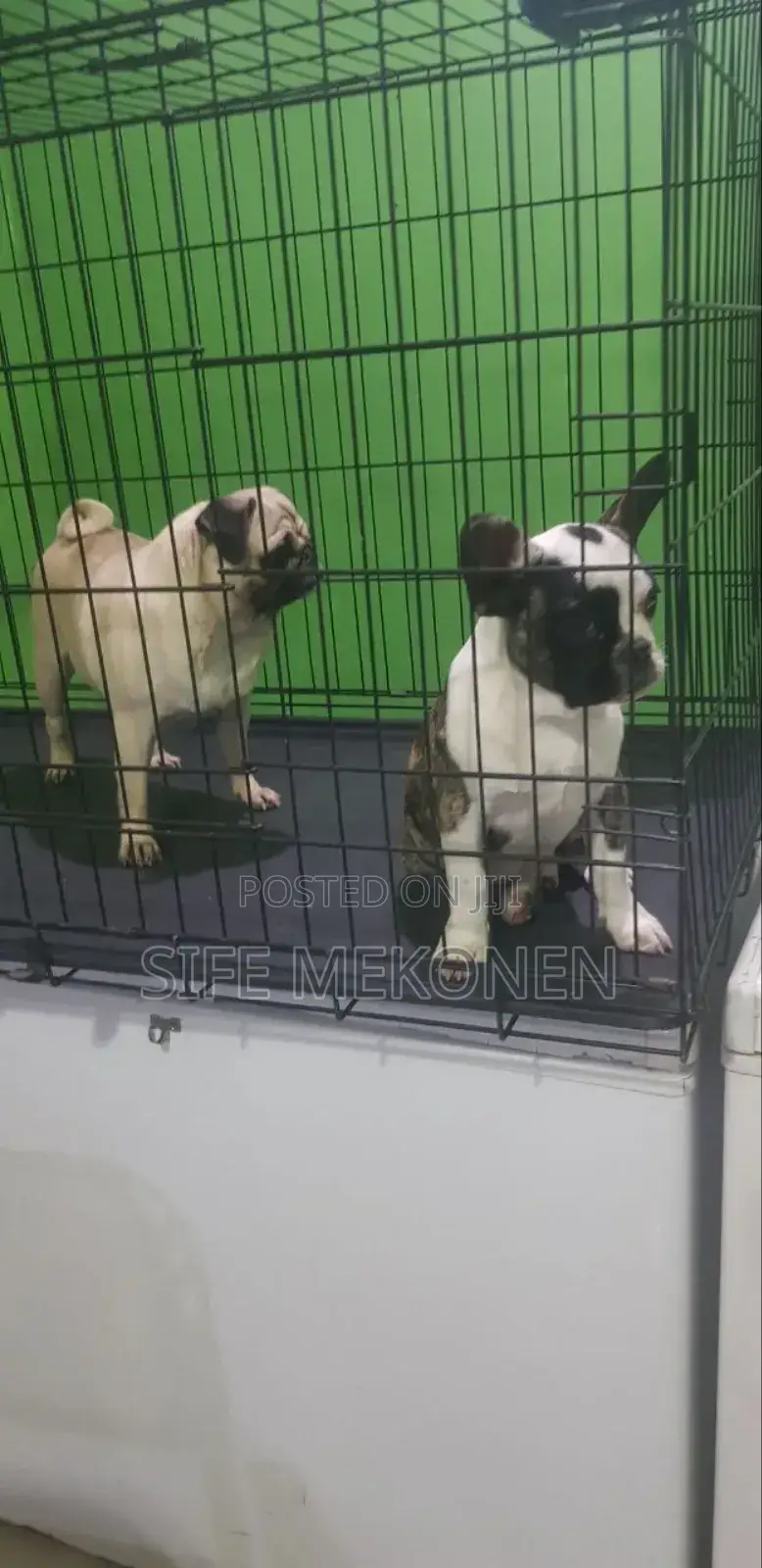 1-3 months Male Purebred Pug