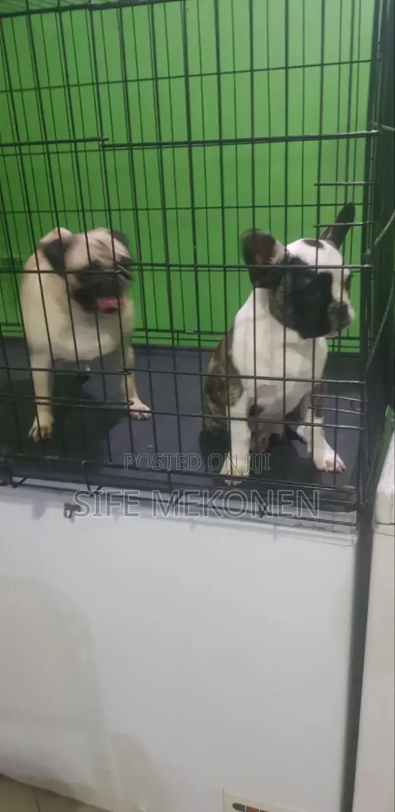 1-3 months Male Purebred Pug