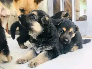 Photo - 1-3 months Male Purebred German Shepherd