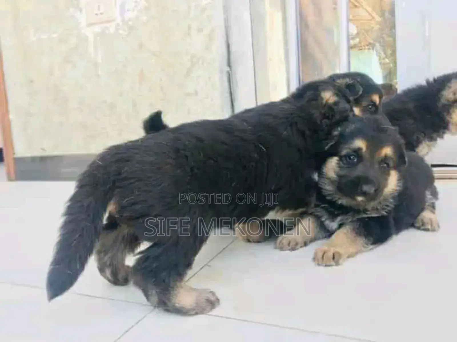 1-3 months Male Purebred German Shepherd