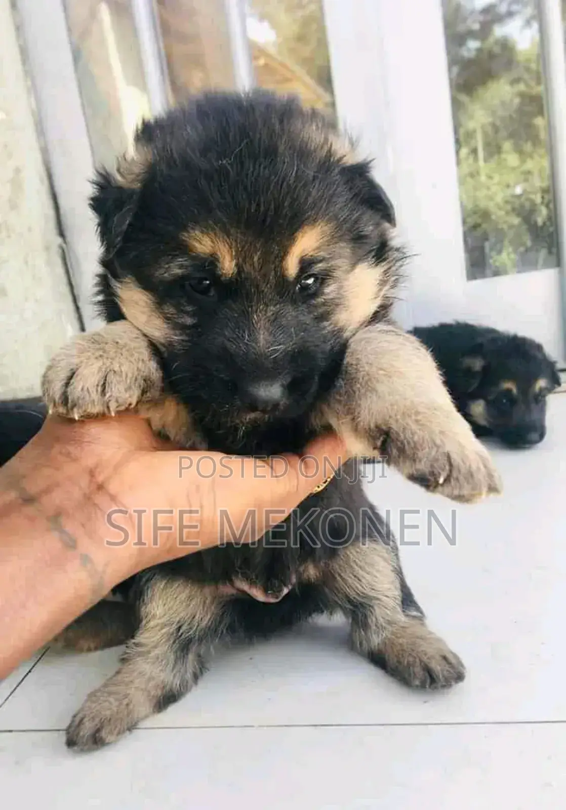 1-3 months Male Purebred German Shepherd
