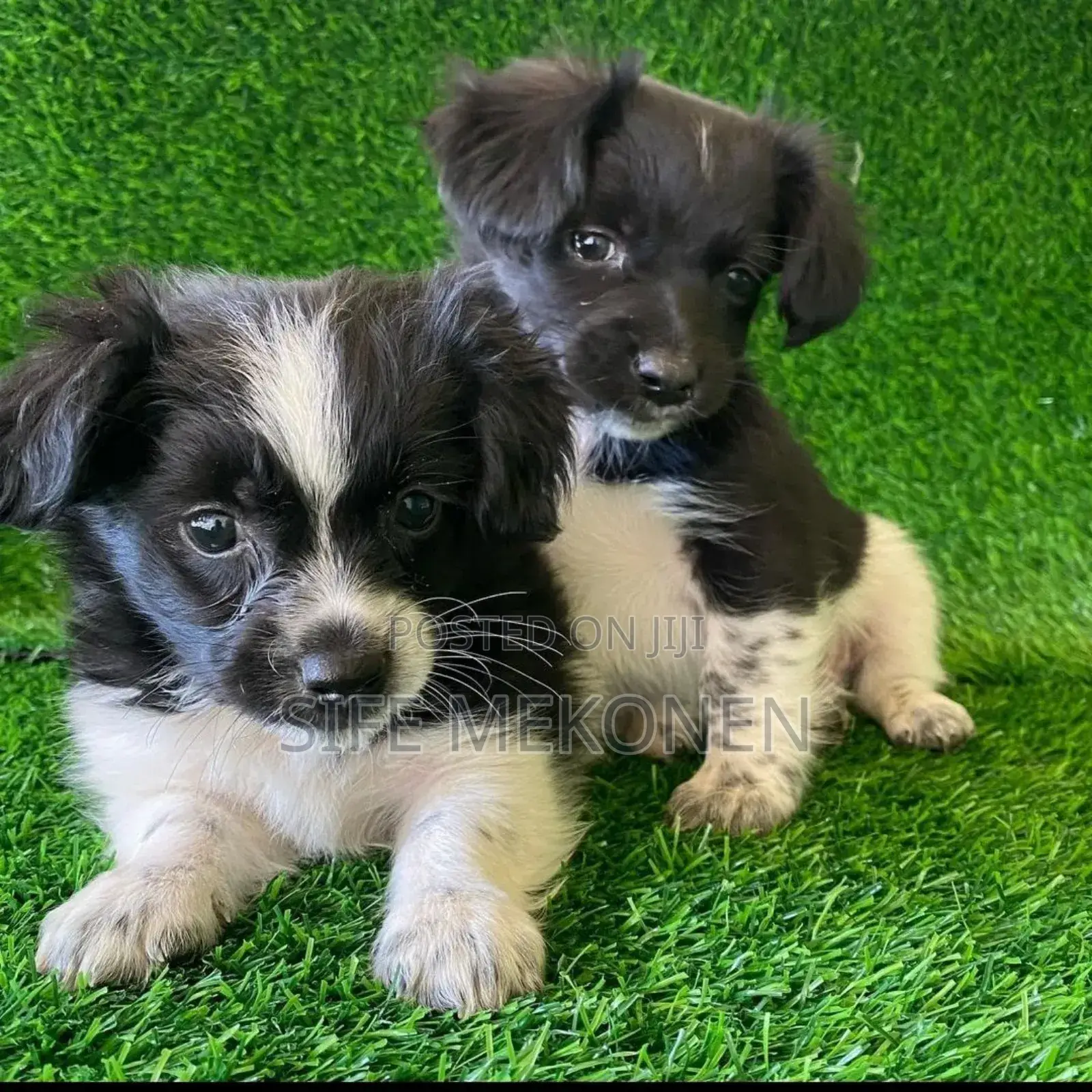 1-3 months Male Purebred Chihuahua