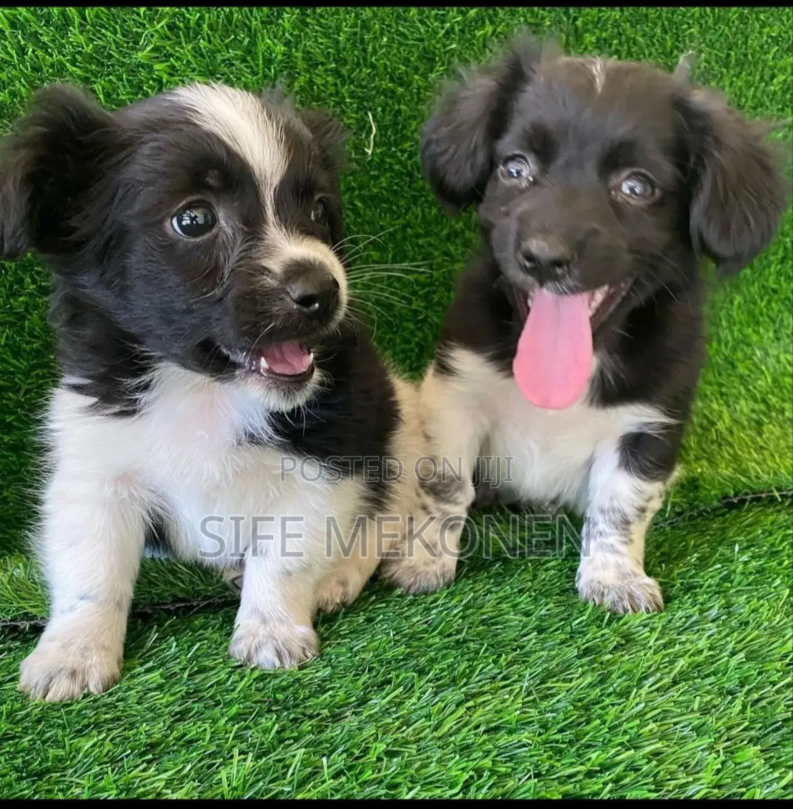 1-3 months Male Purebred Chihuahua