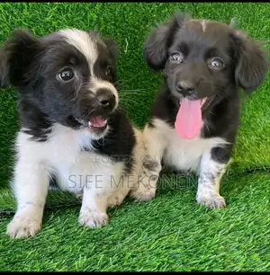 1-3 months Male Purebred Chihuahua