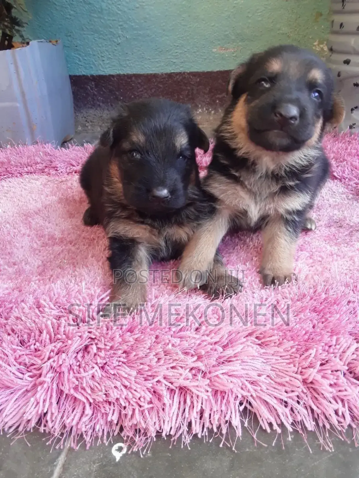 1-3 months Male Purebred German Shepherd