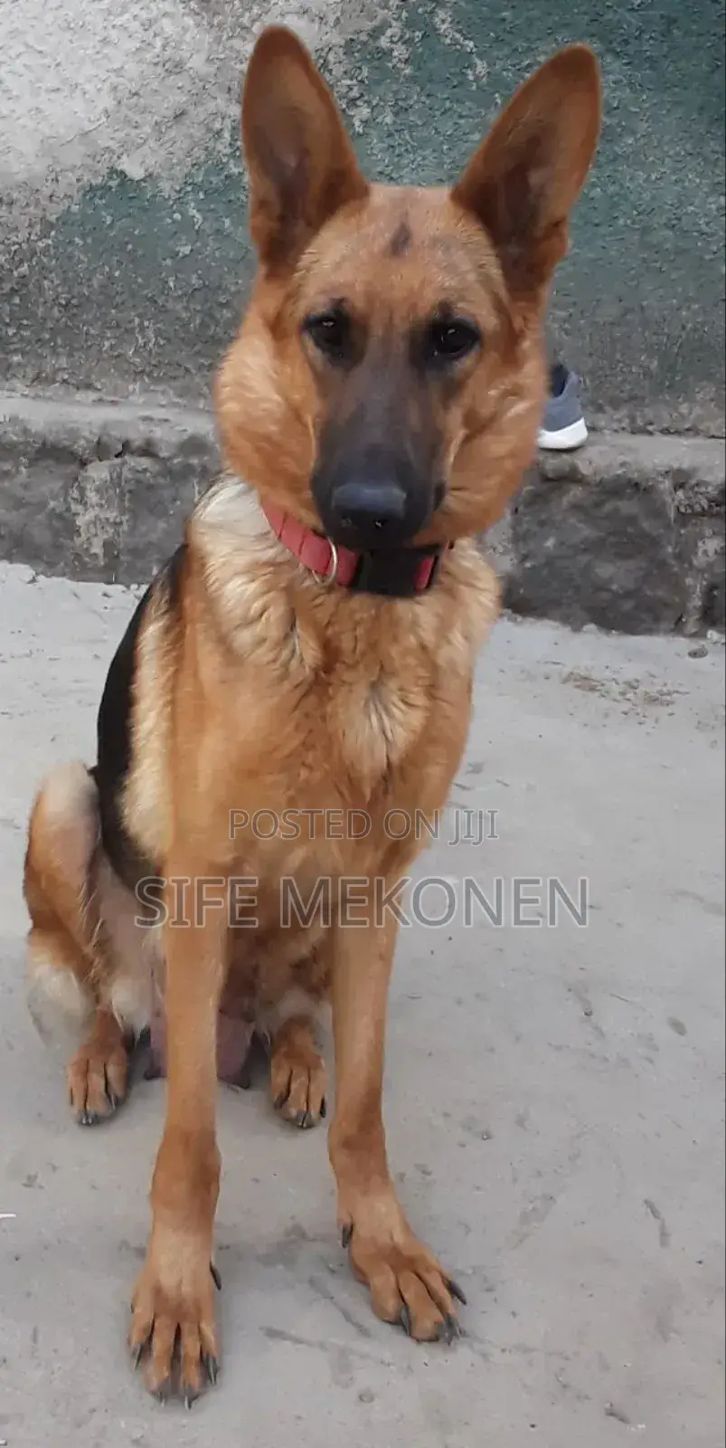 1-3 months Male Purebred German Shepherd