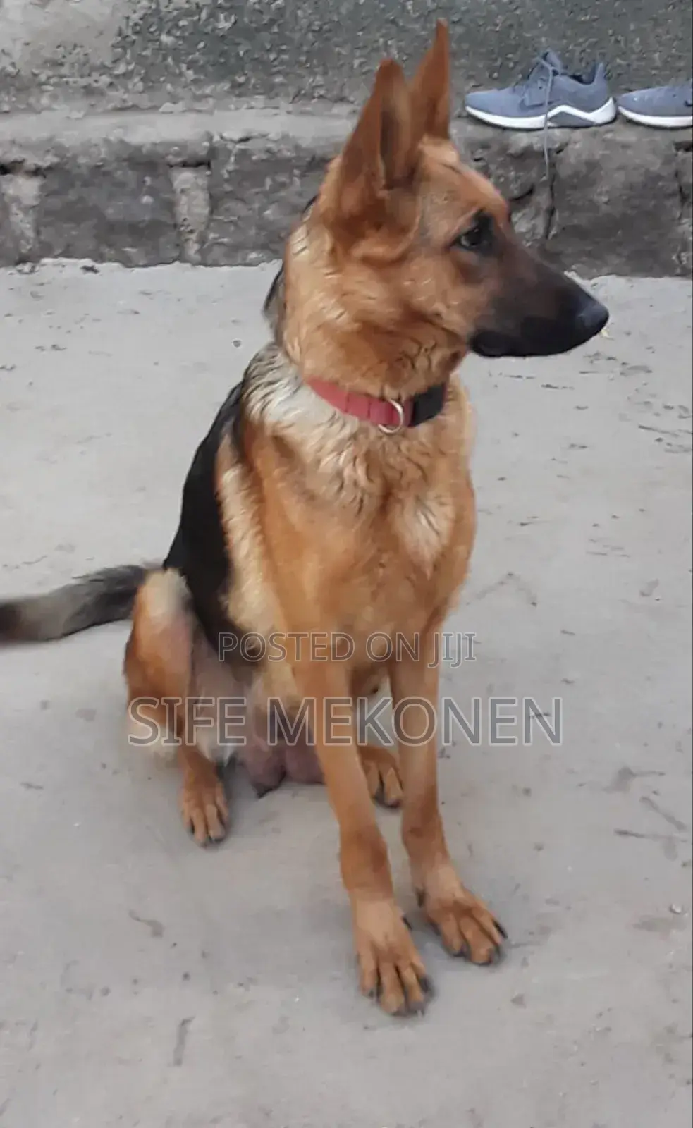 1-3 months Male Purebred German Shepherd