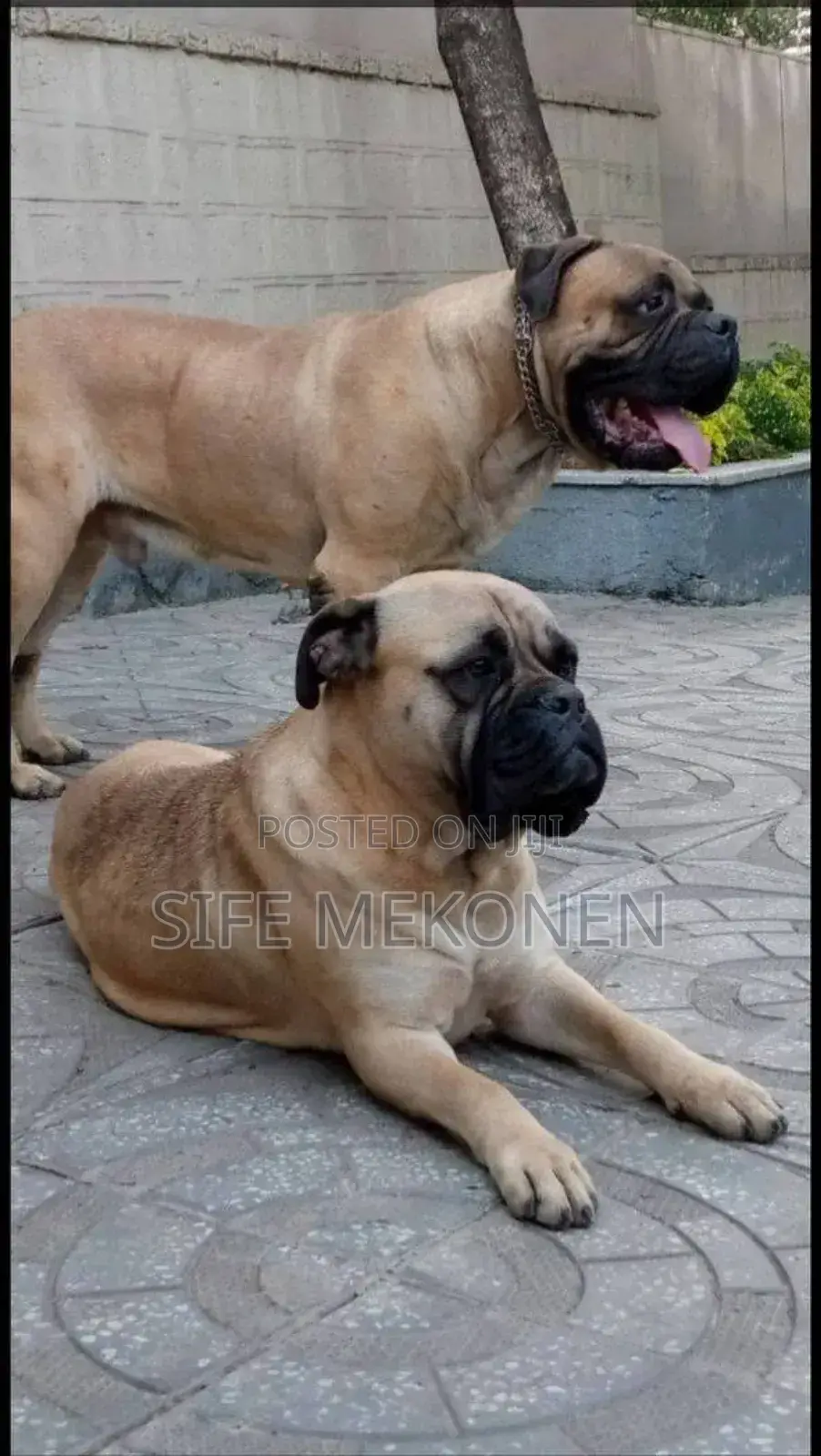 1-3 months Male Purebred Bullmastiff
