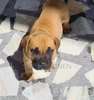 1-3 months Male Purebred Bullmastiff