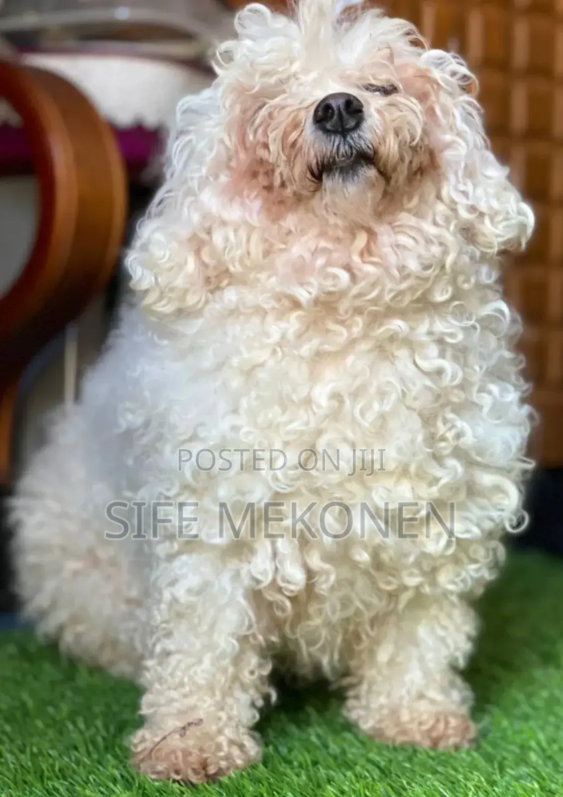 1-3 months Male Purebred Poodle