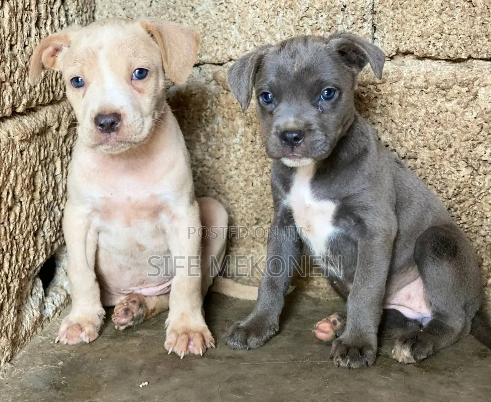 1-3 months Male Purebred American Pit Bull Terrier