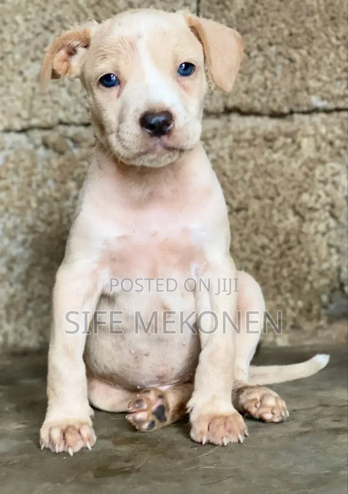 1-3 months Male Purebred American Pit Bull Terrier